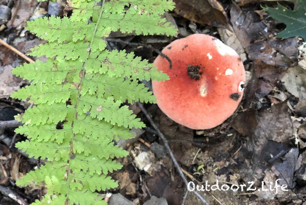Wild mushroom on an Easy Hike at Lacawac Sanctuary