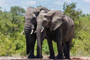 Noah's Ark, Elephants, Conservation