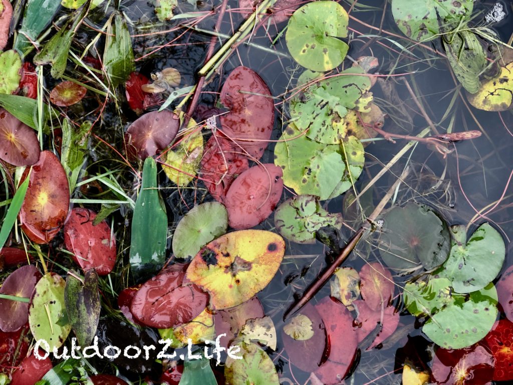 Autumn water lilies on Lake Lacawac