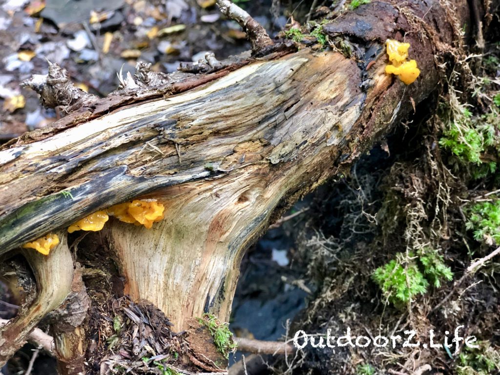 A tree with fungi at Lacawac Sanctuary