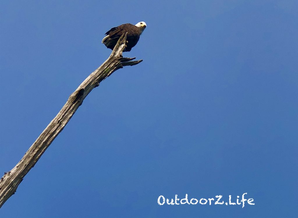 OutdoorZ.Life Merrill Creek Eagle