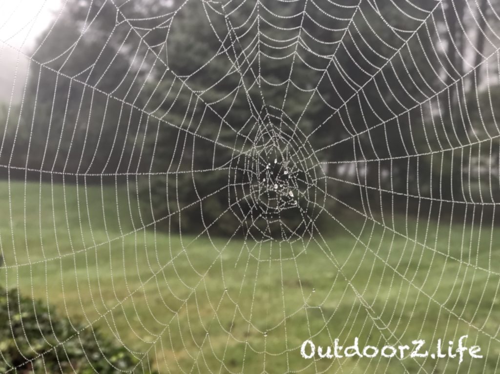 Outdoorzlife, Spider Web