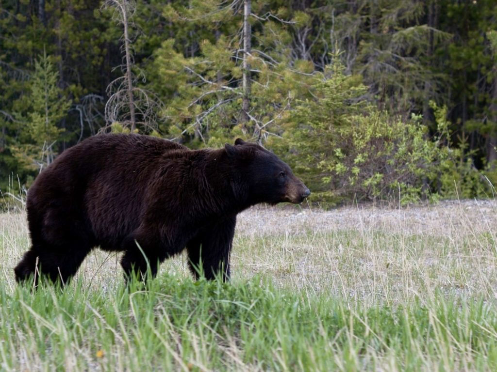 Oudoorzlife, black bear