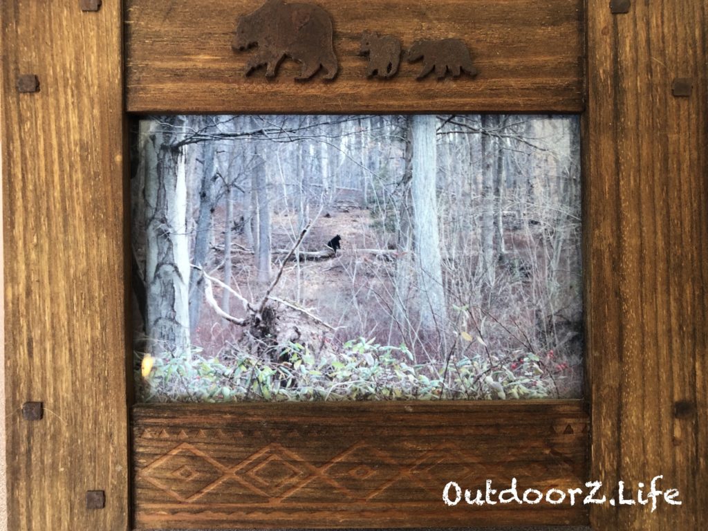 Outdoorzlife, black bear