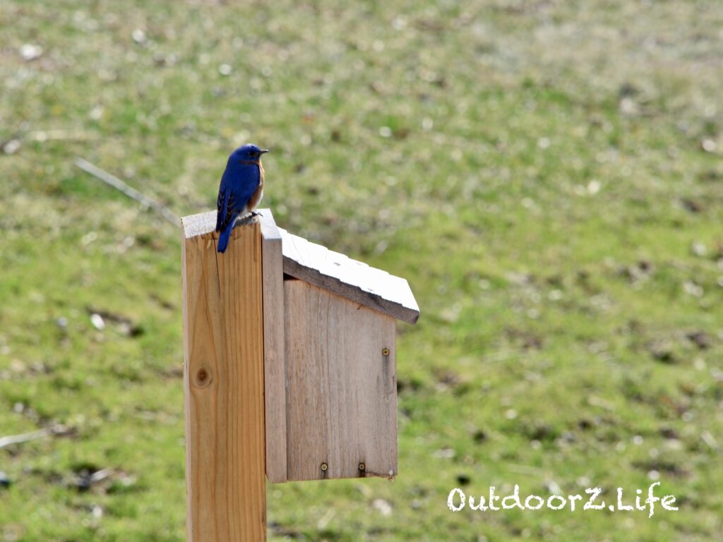 Bluebird, Outdoorzlife