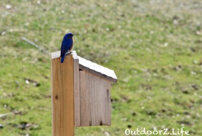 Bluebird, Outdoorzlife