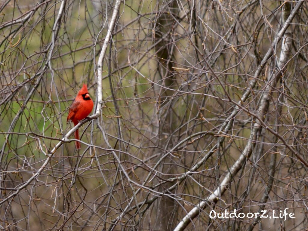 Outdoorzlife, Cardinal, Birch Tree, Backyard Birds