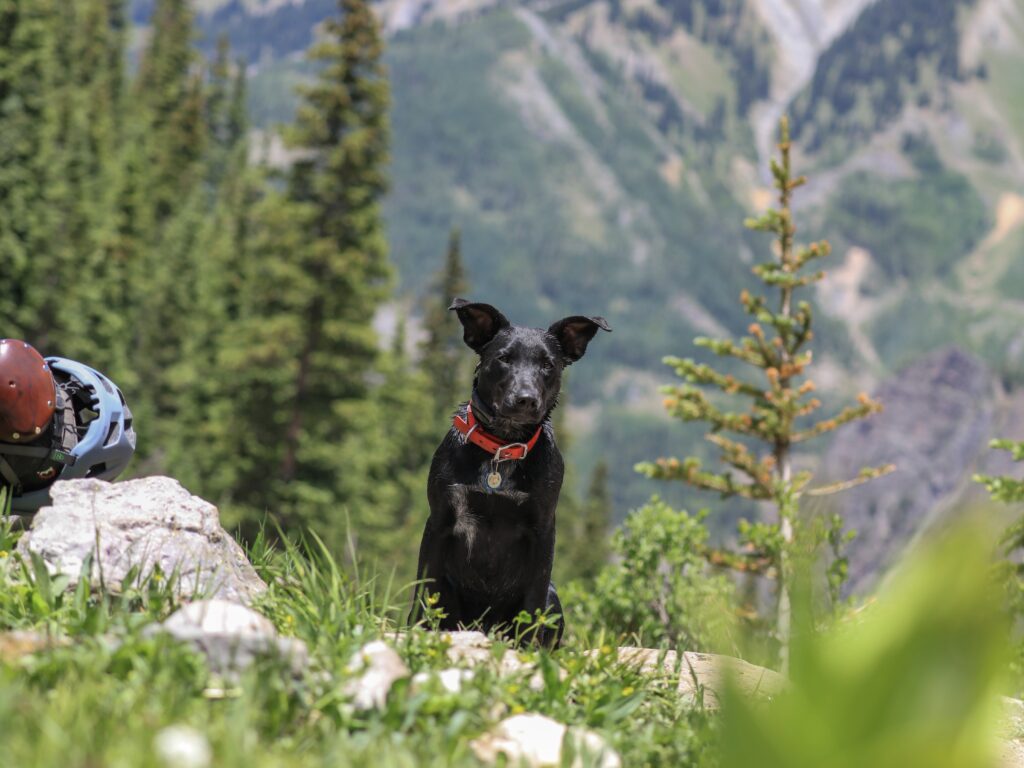 Dog on a hiking trail