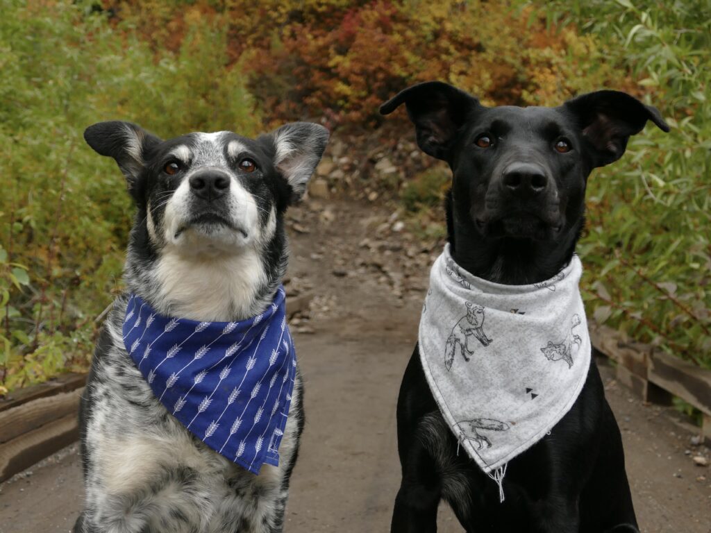 Hiking with two dogs