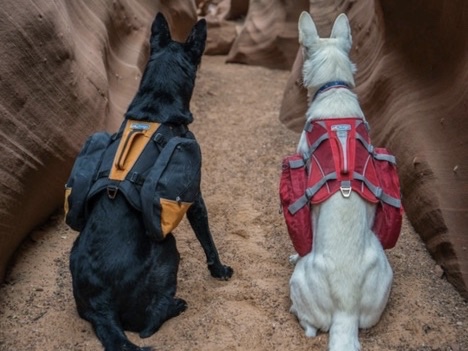 Dog backpacks