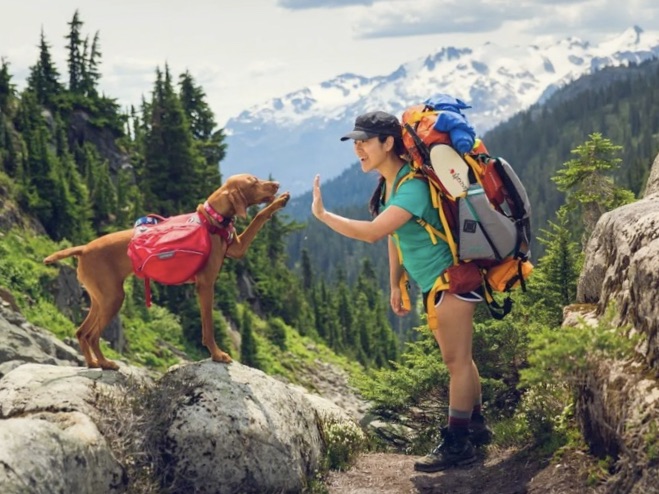 Dog with backpack