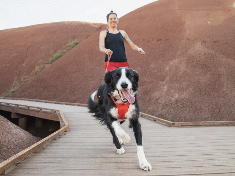 Dog harness for hiking