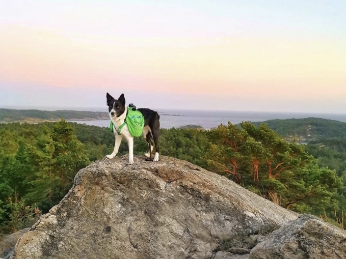 Hiking packs for dogs