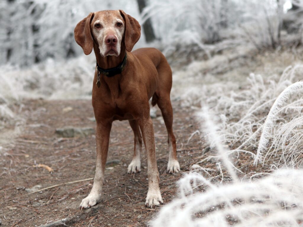 Hiking with a dog