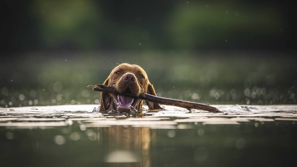 A dog swimming