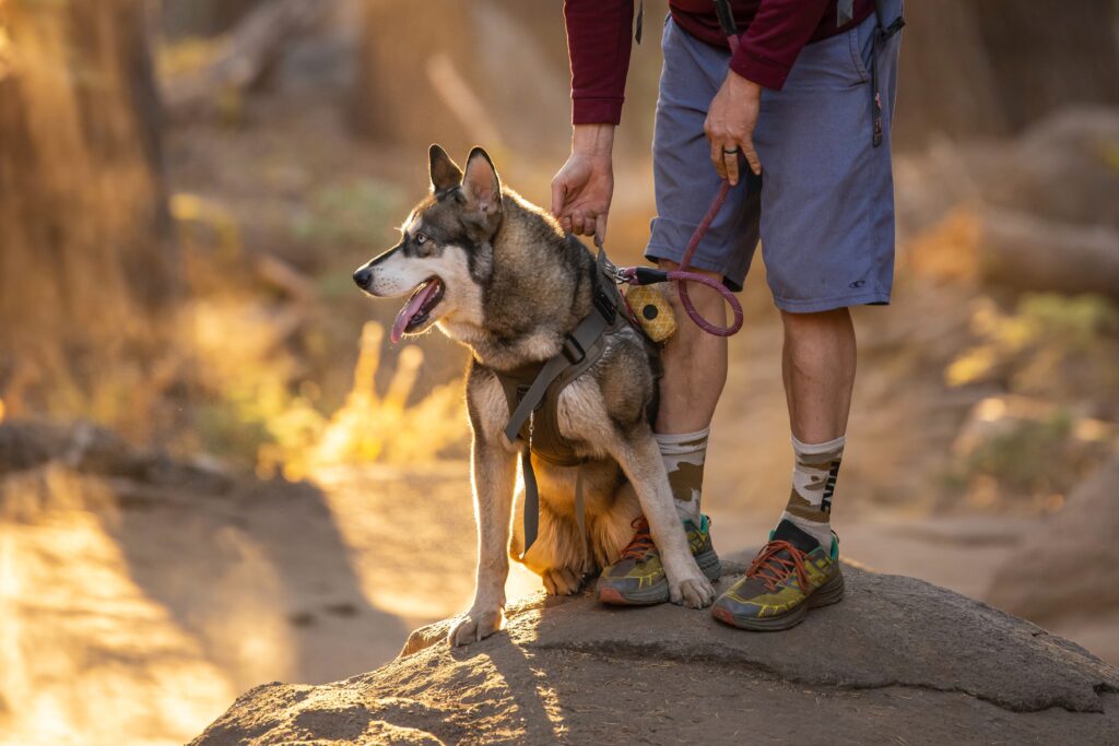 Hiking with dogs at National Parks