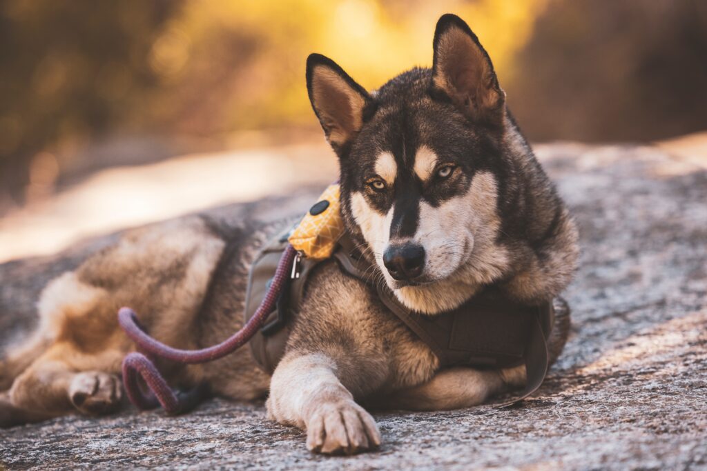 Dog on a hiking trail