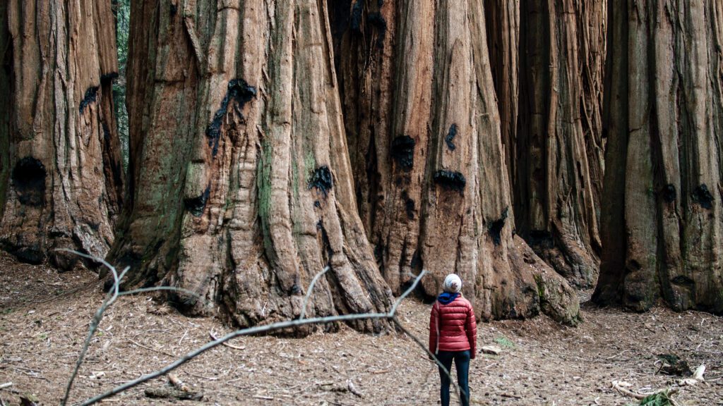 Sequoia National Park