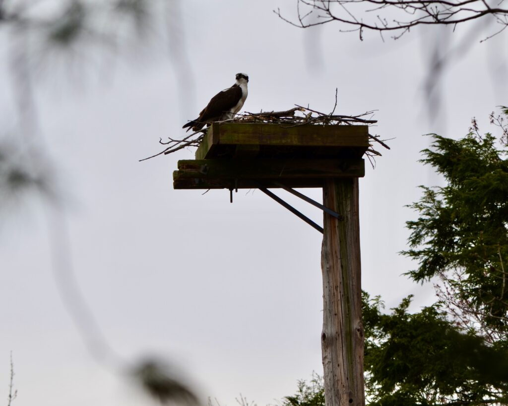 Osprey Nest at Heron Pond, Lacawac Sanctuary