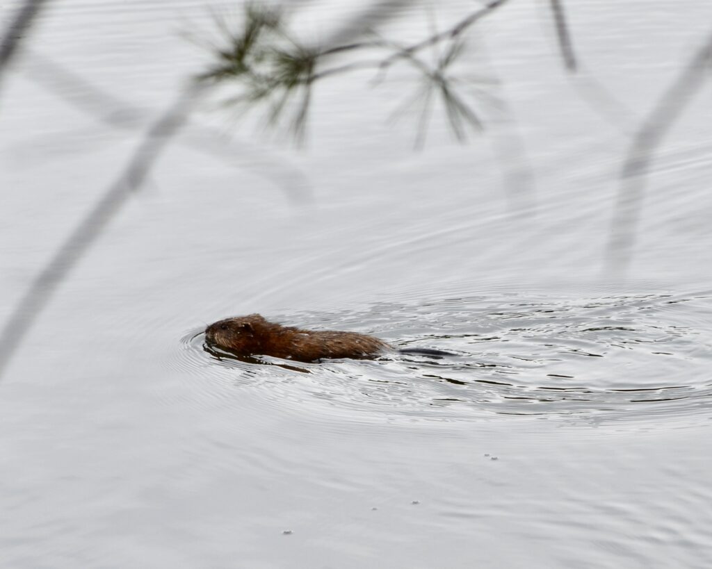 A beaver on Heron Pond