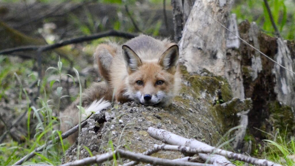 NJ Highlands Trail Hike 5 - A fox near the trail.