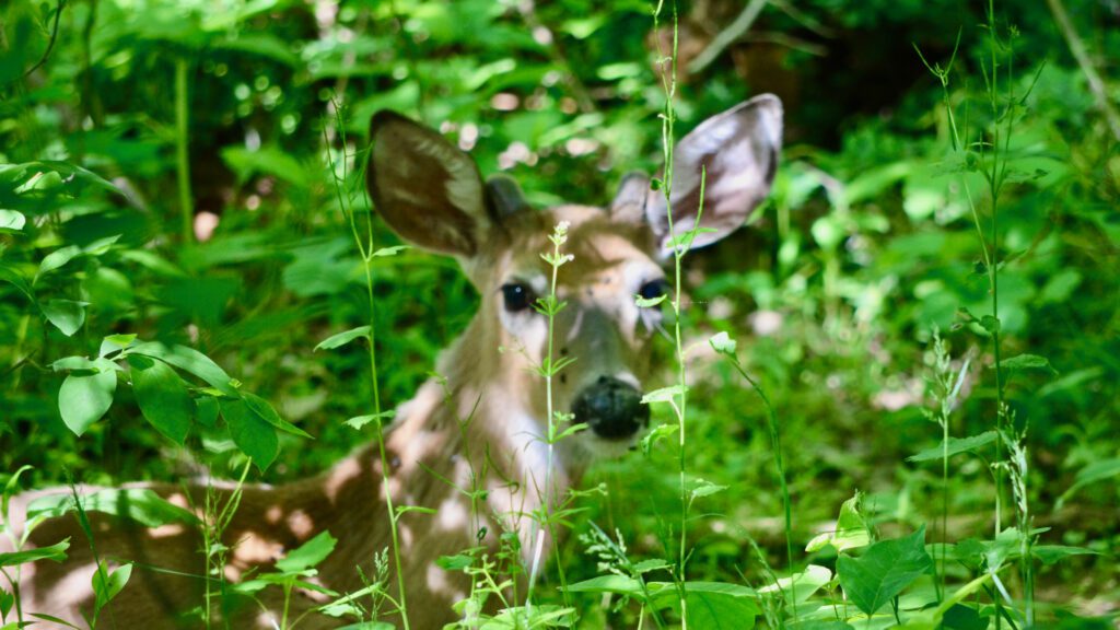 A deer growing antlers near the trail.