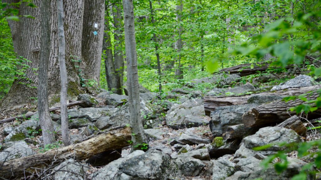 The Highlands Trail in Schooley's Mountain Park.