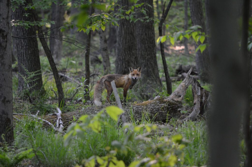 NJ Highlands Trail Hike 5 - A fox near the trail.