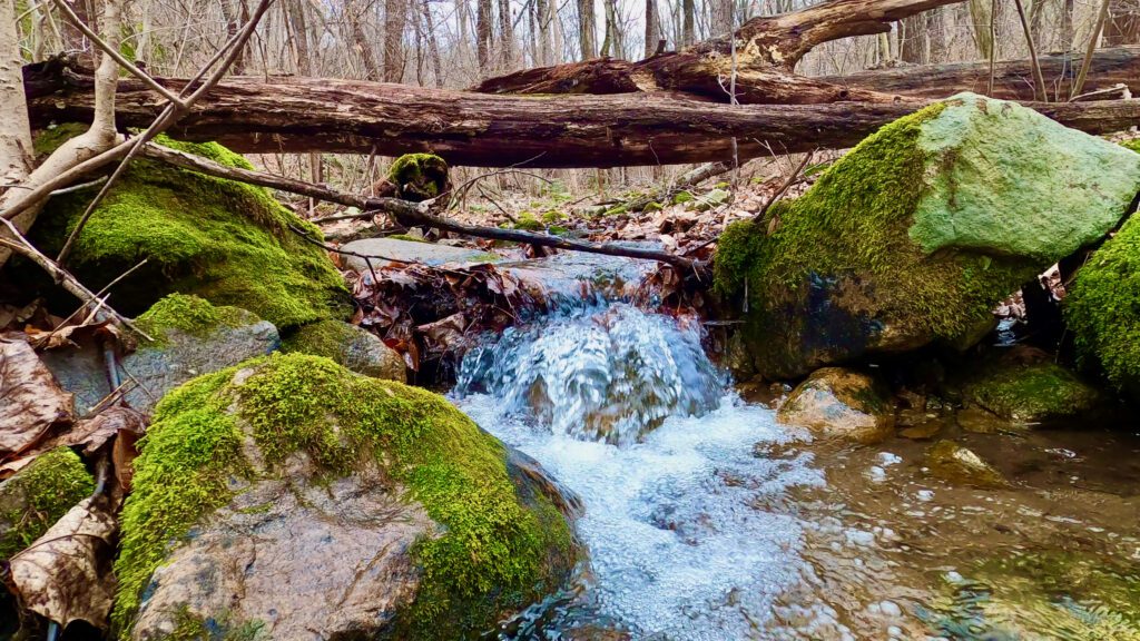 The Jenny Jump Brook near the Mountain Lake Trail.