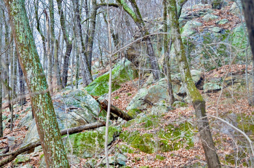 Terrain just off the Jenny Jump Trail by Mountain Lake.