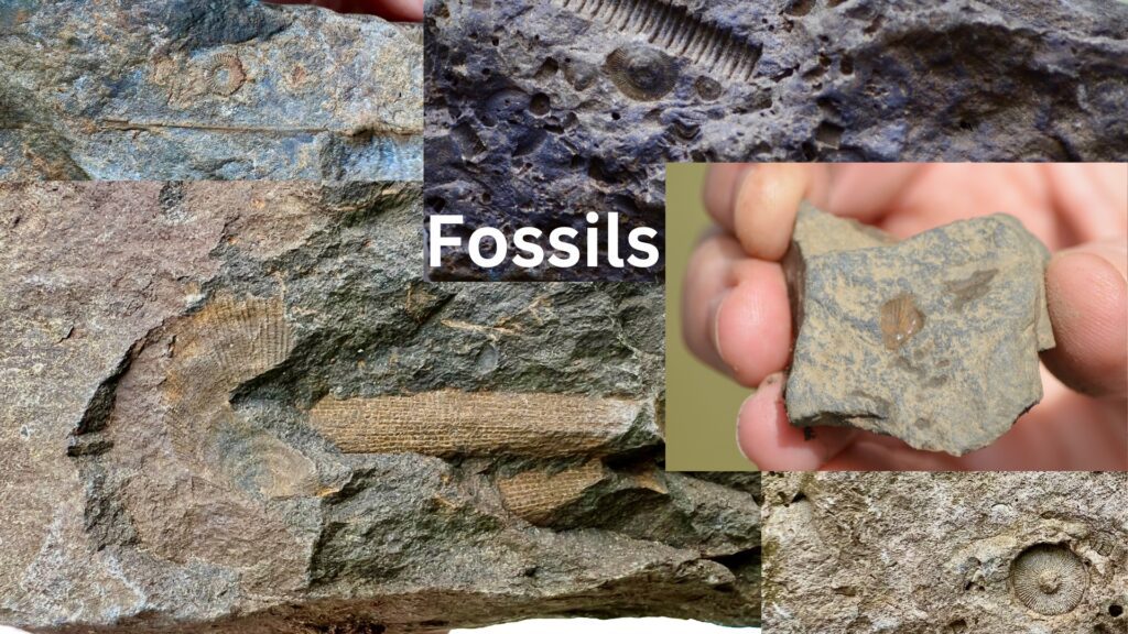 Fossils