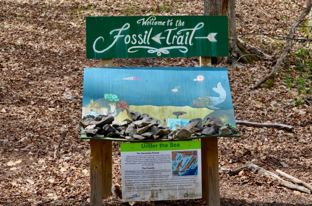 The Fossil Display.