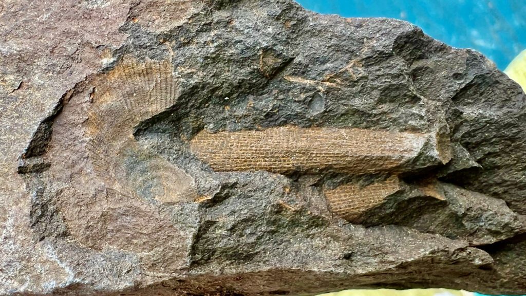 Fossils on display on the Fossil Trail.