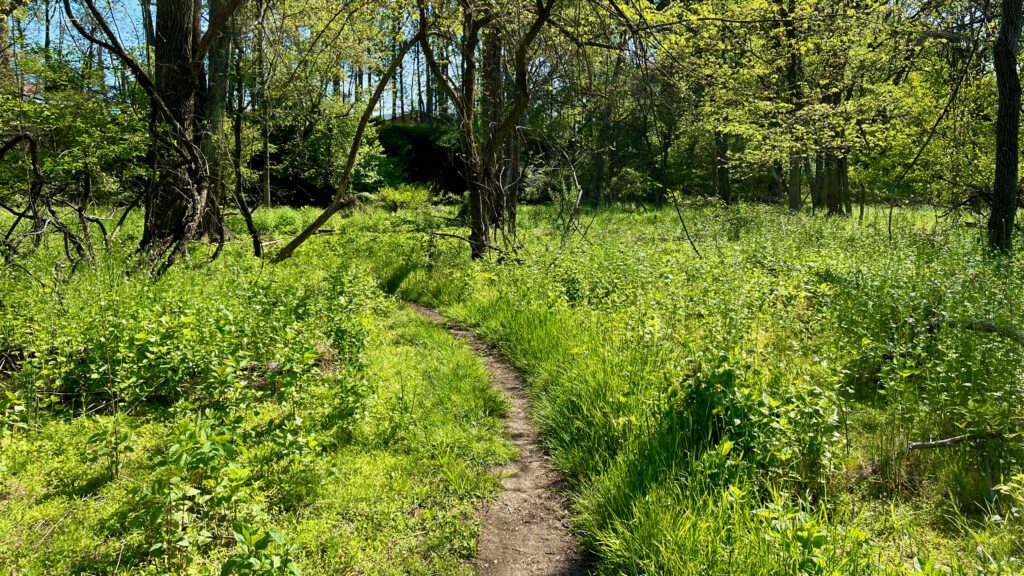 A trail from the parking lot to Big Brook.