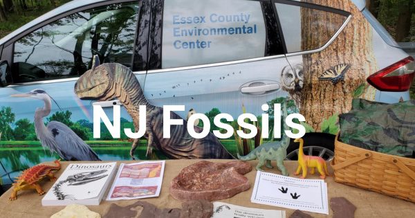 NJ Fossils
