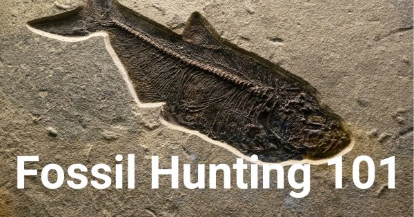 Fossil Hunting 101