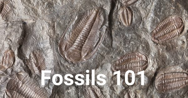Fossils 101