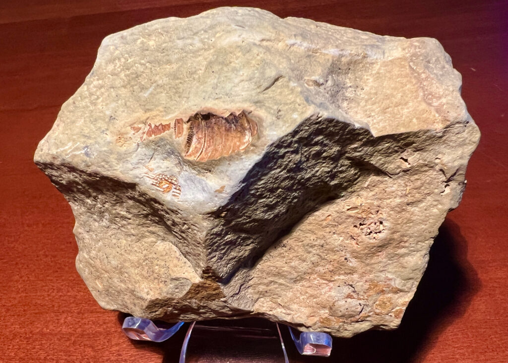 Beltzville Fossil Find