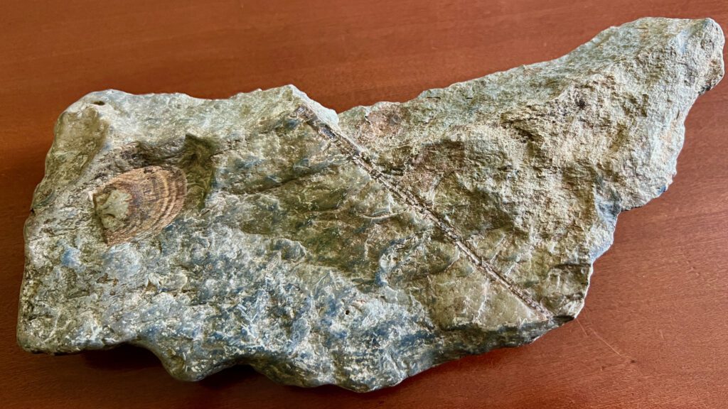 Beltzville Fossil Find