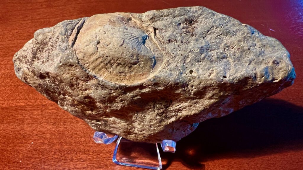 Beltzville Fossil Finds