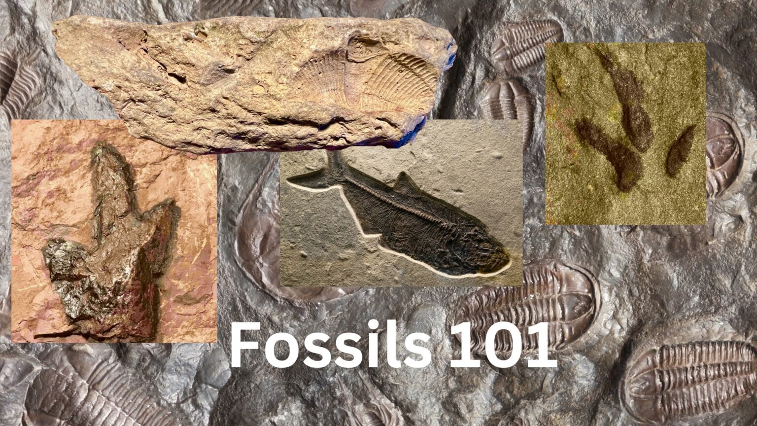 Fossils 101