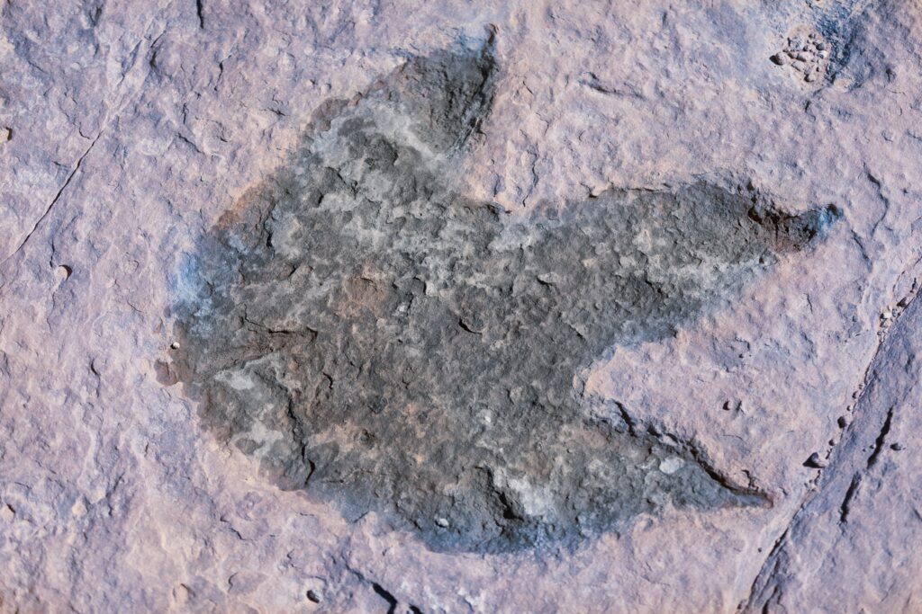 Fossil 101: Dinosaur Footprint