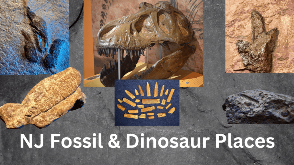 New Jersey Fossil & Dinosaur Places