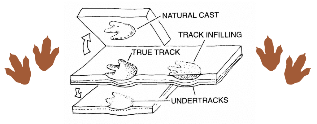 Explanation of True Dinosaur Tracks vs Natural Casts
