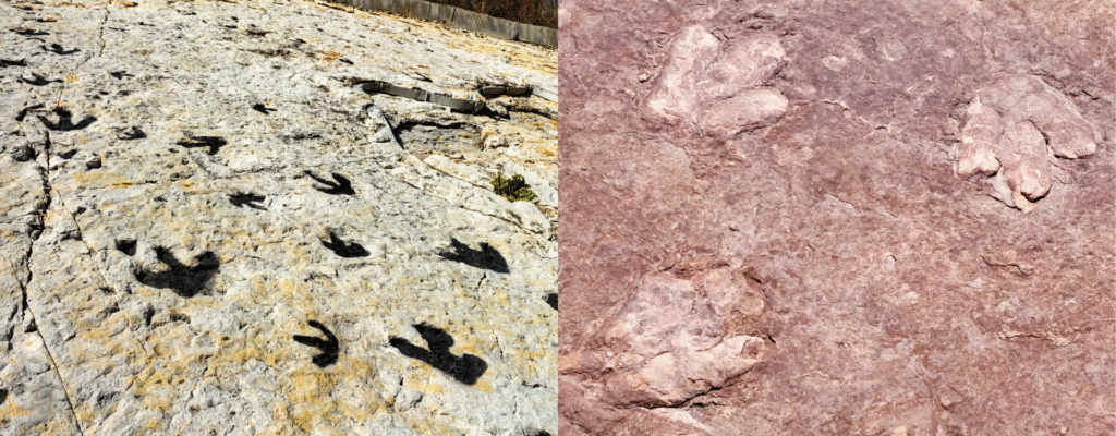 Dinosaur Trackways