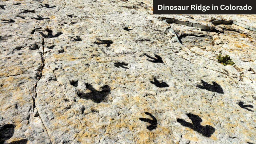 Dino tracks from Dinosaur Ridge, CO. (Photo courtesy of Canva)
