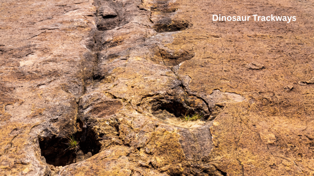 Dinosaur Trackways