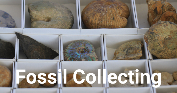 Fossil Collecting