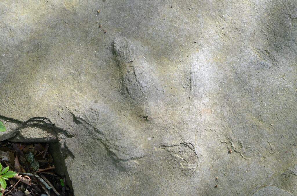 Dinosaur footprint