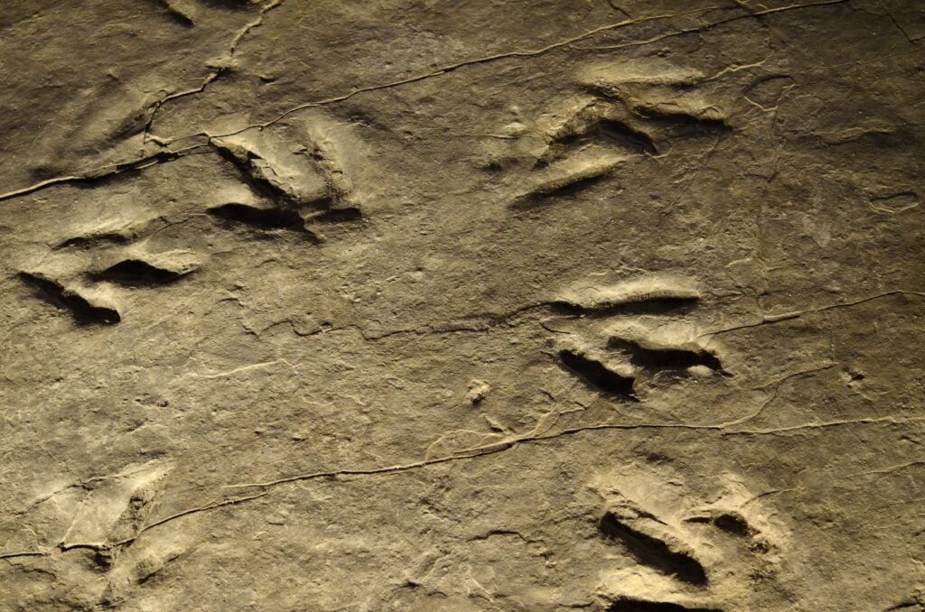 Preserved Dinosaur Tracks at Dinosaur State Park in CT
